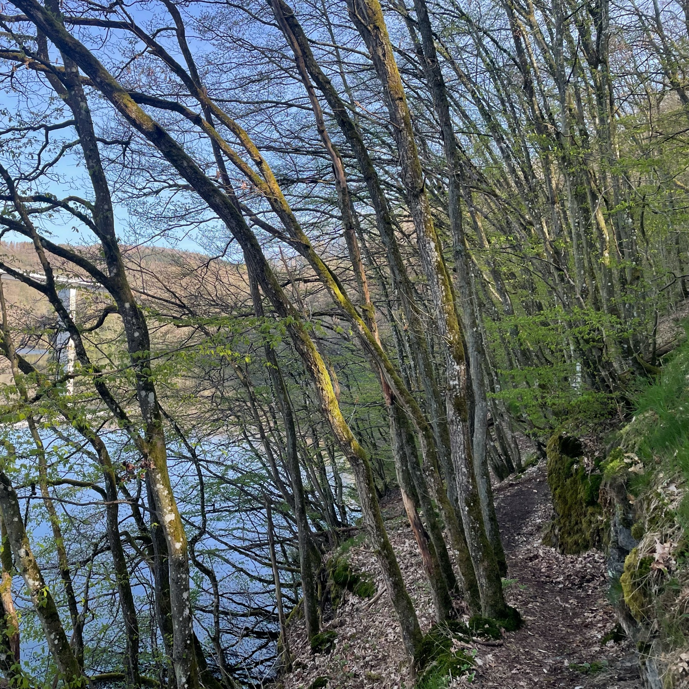 Can you find the trail we took?