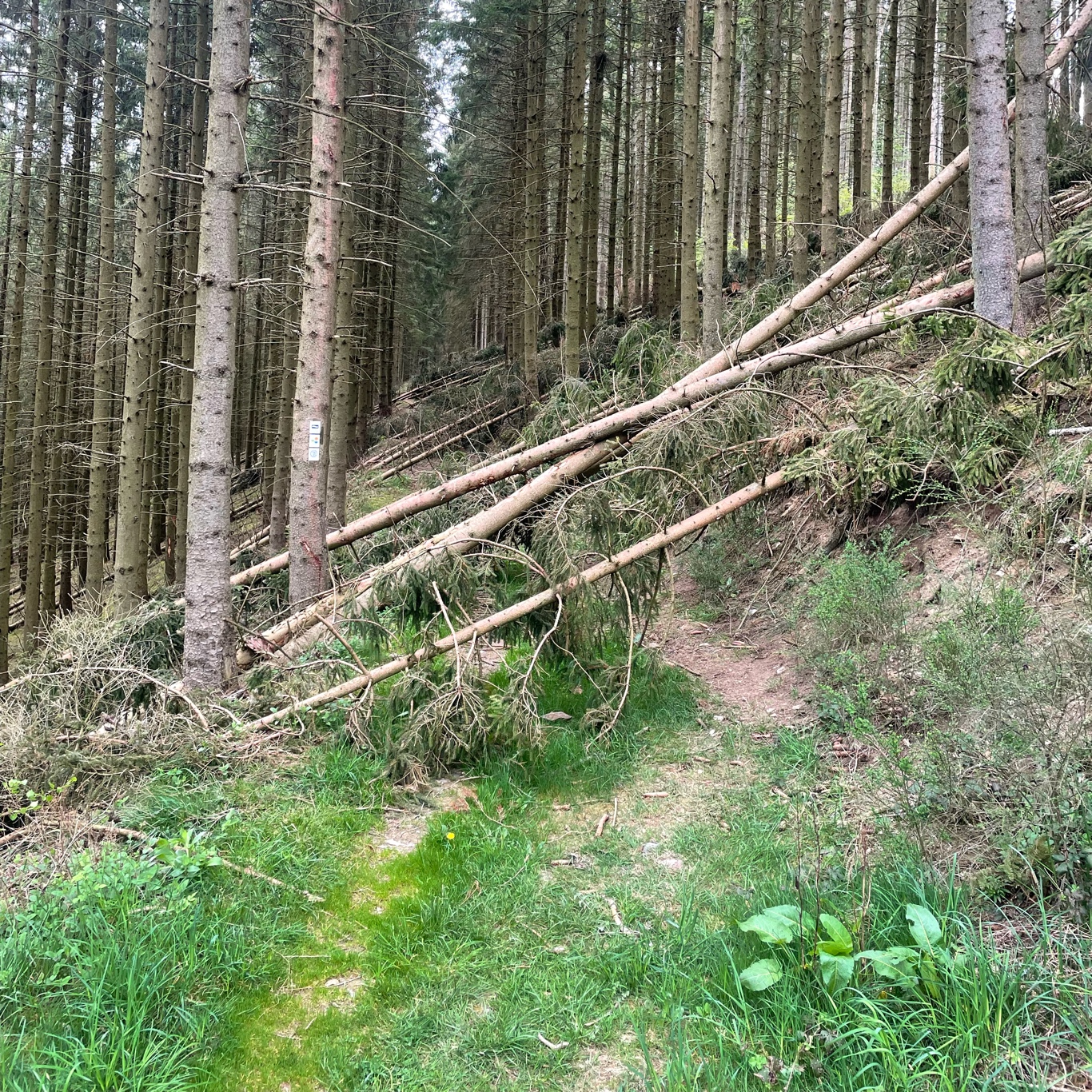 Who left these trees here???