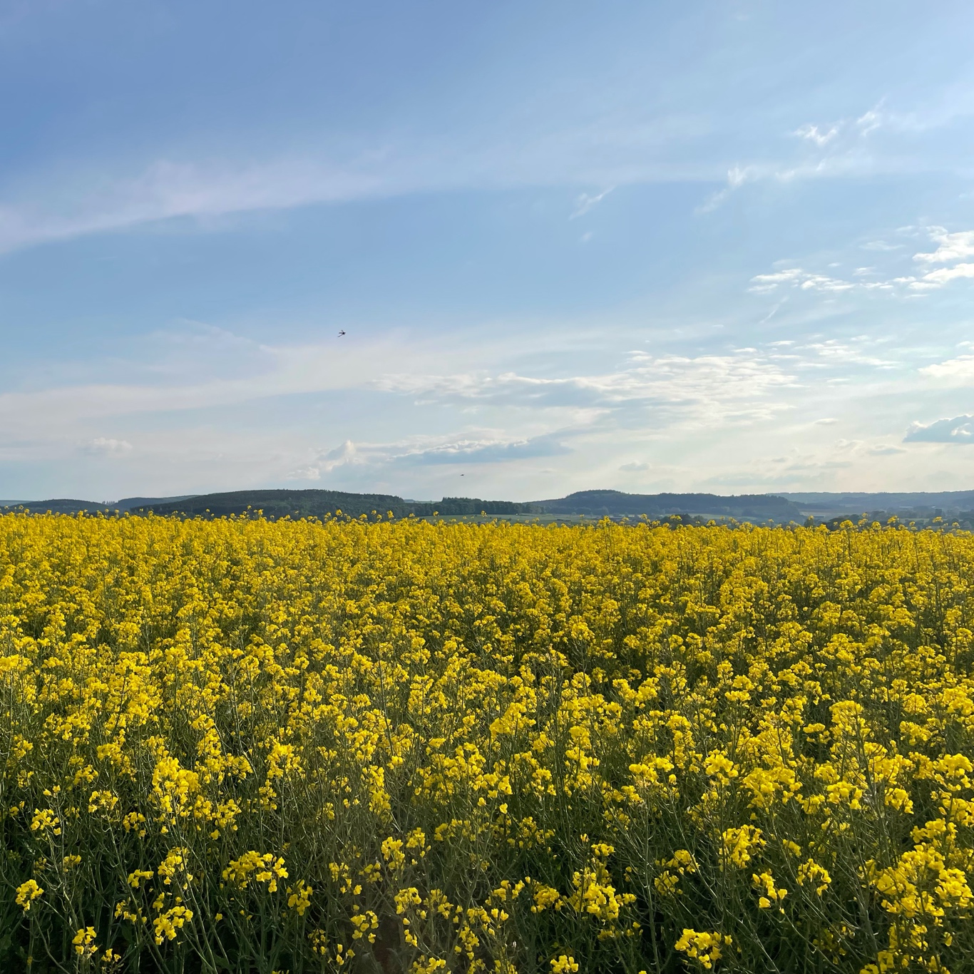 Nice view on the way to the fries