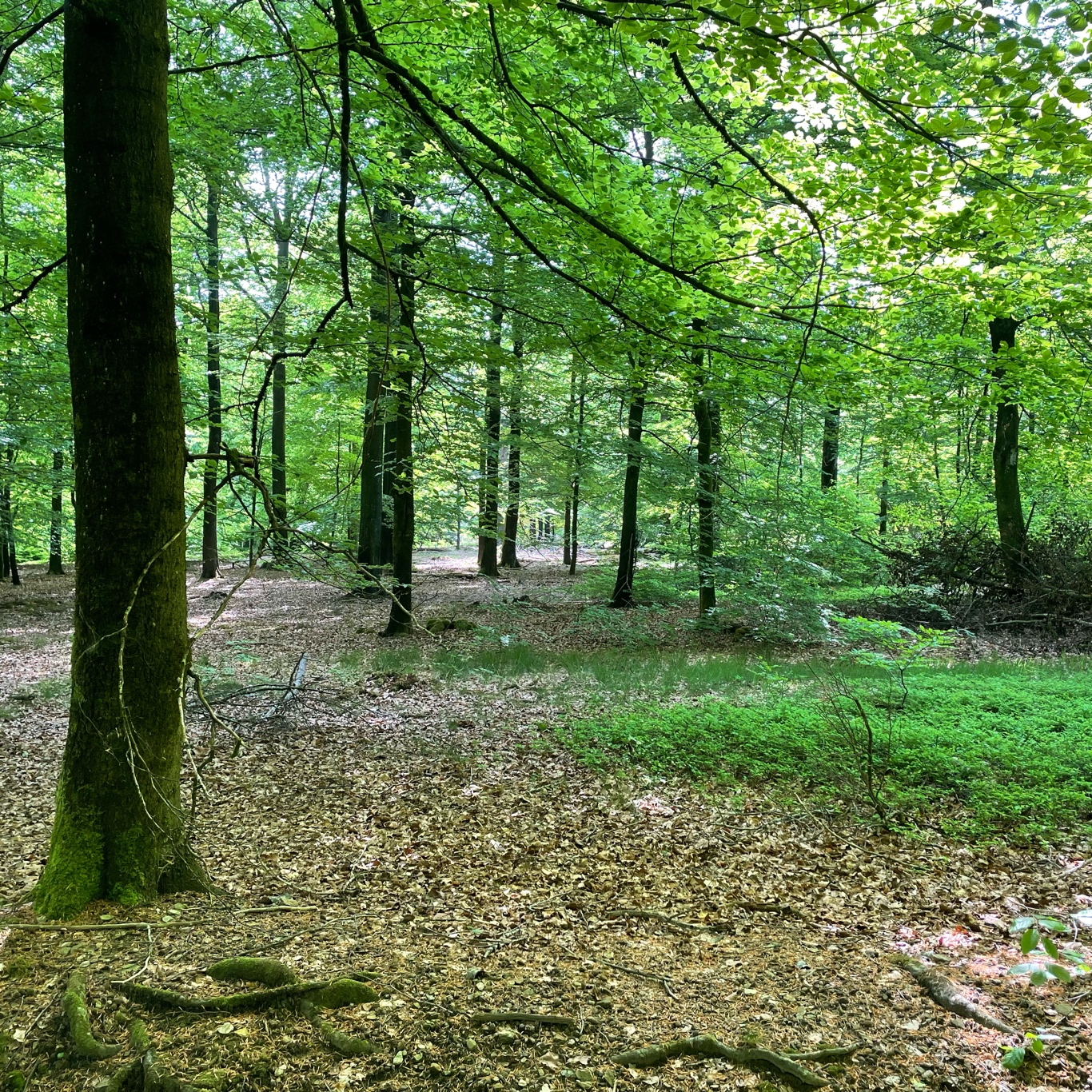 We did come from there…