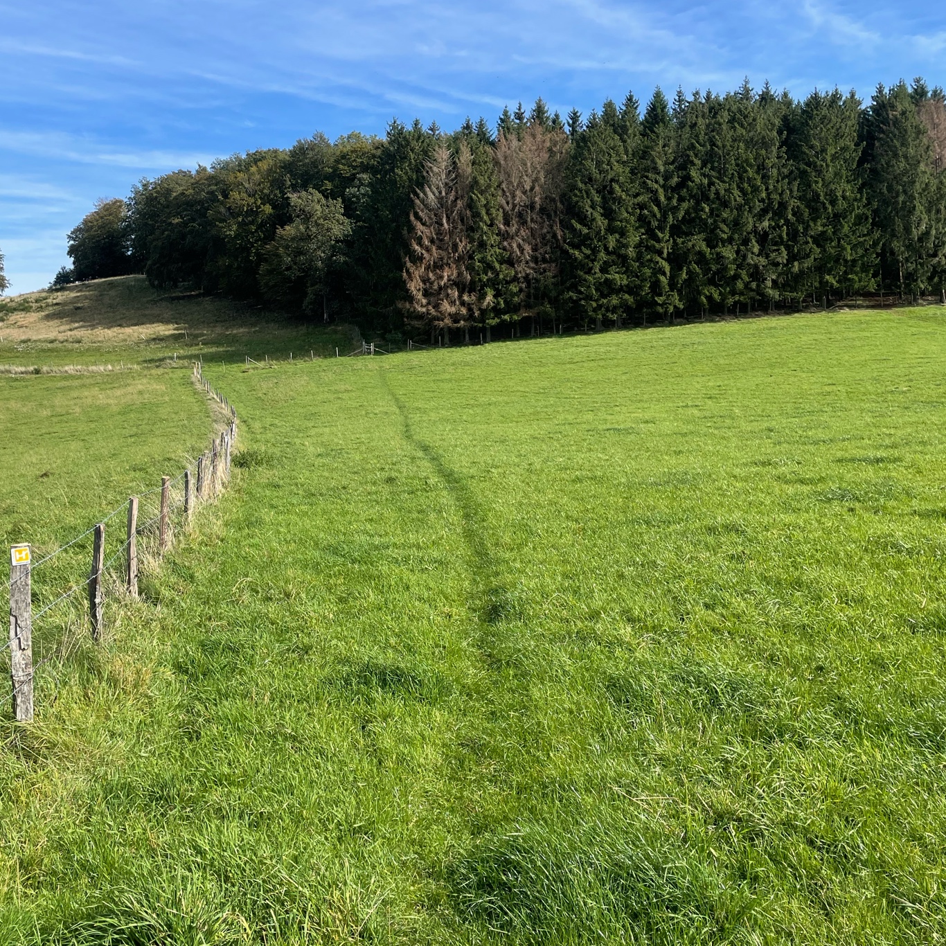 Mountainbiking through the meadow