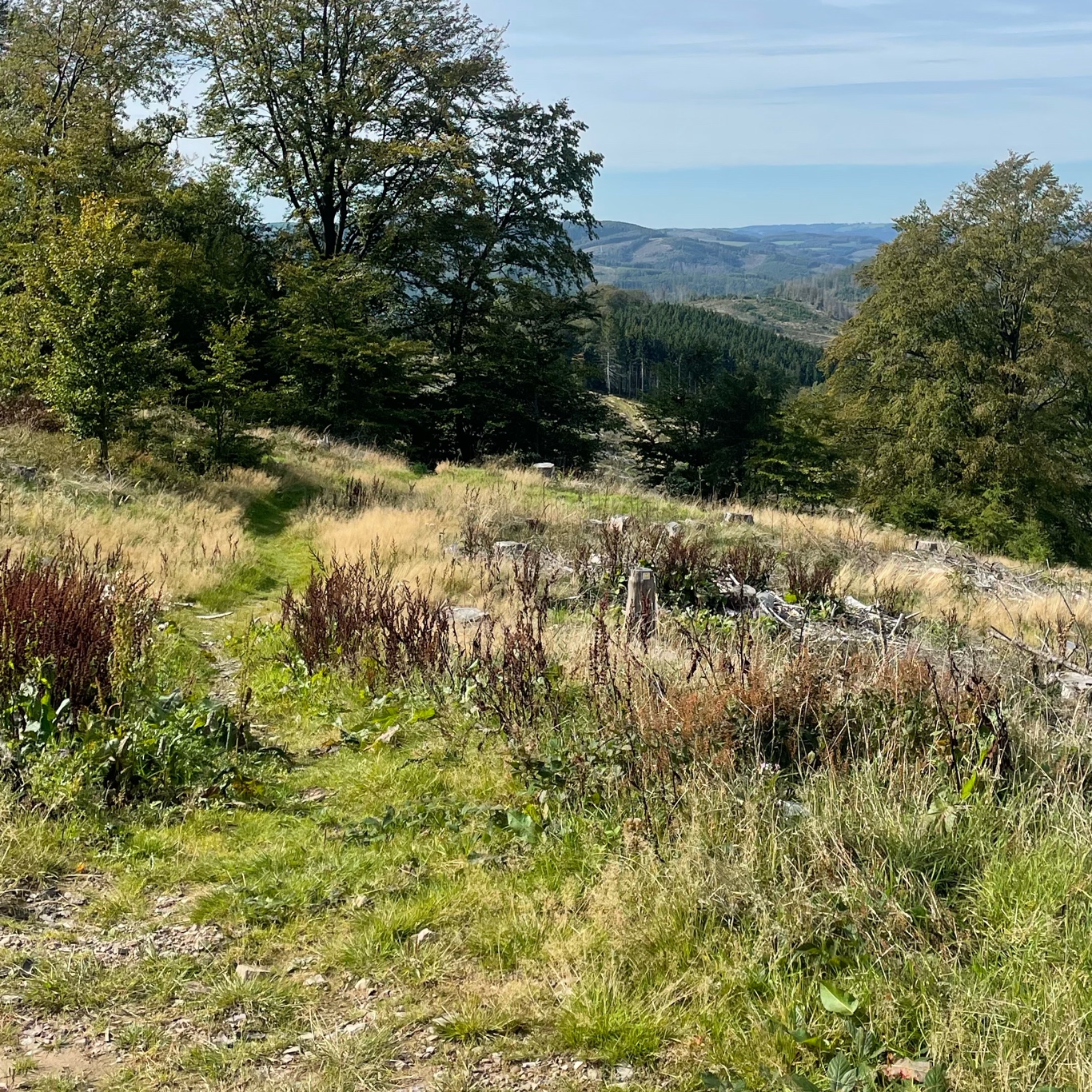 Can you see the path?