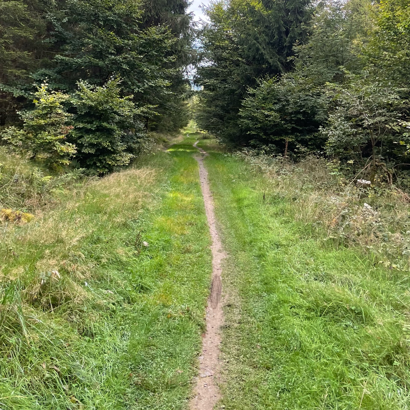 A cool and easy singletrack