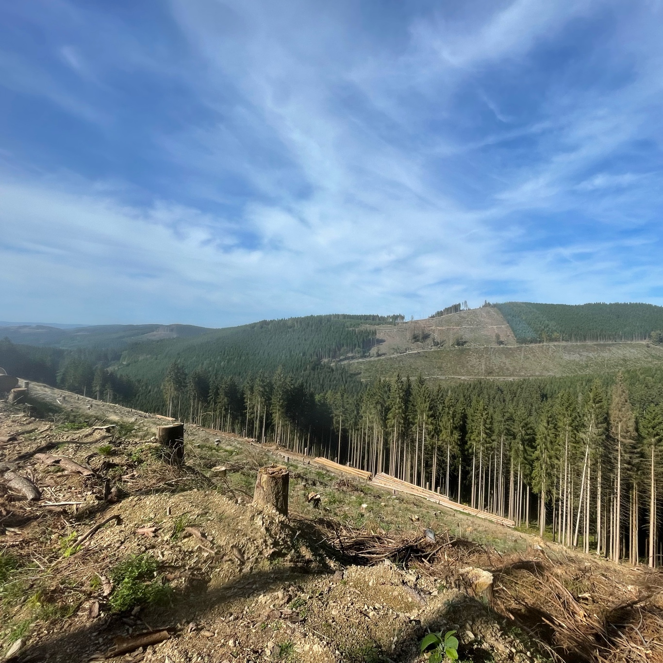 We learned that a lot of trees has been cut because they are infested with beetles.