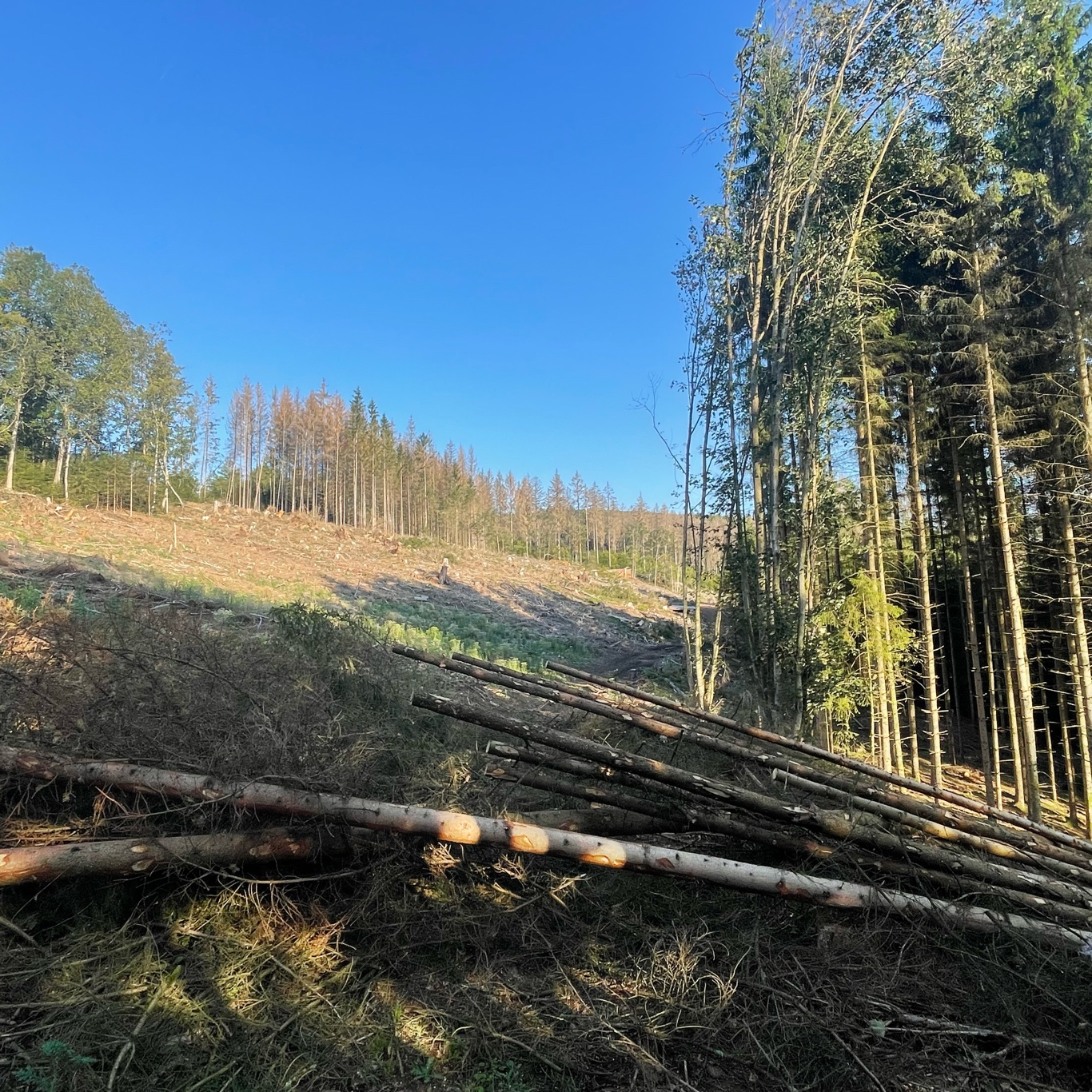 Trees blocking the road.