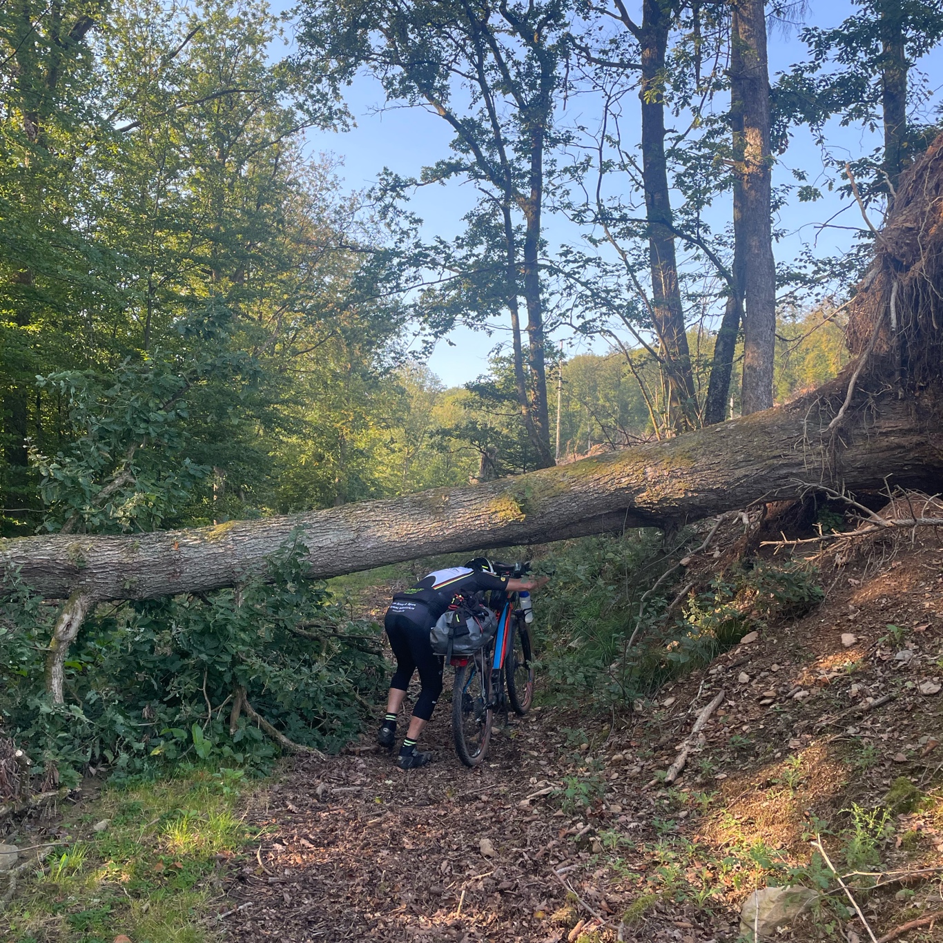 A tree blocking the road? That's just breakfast!