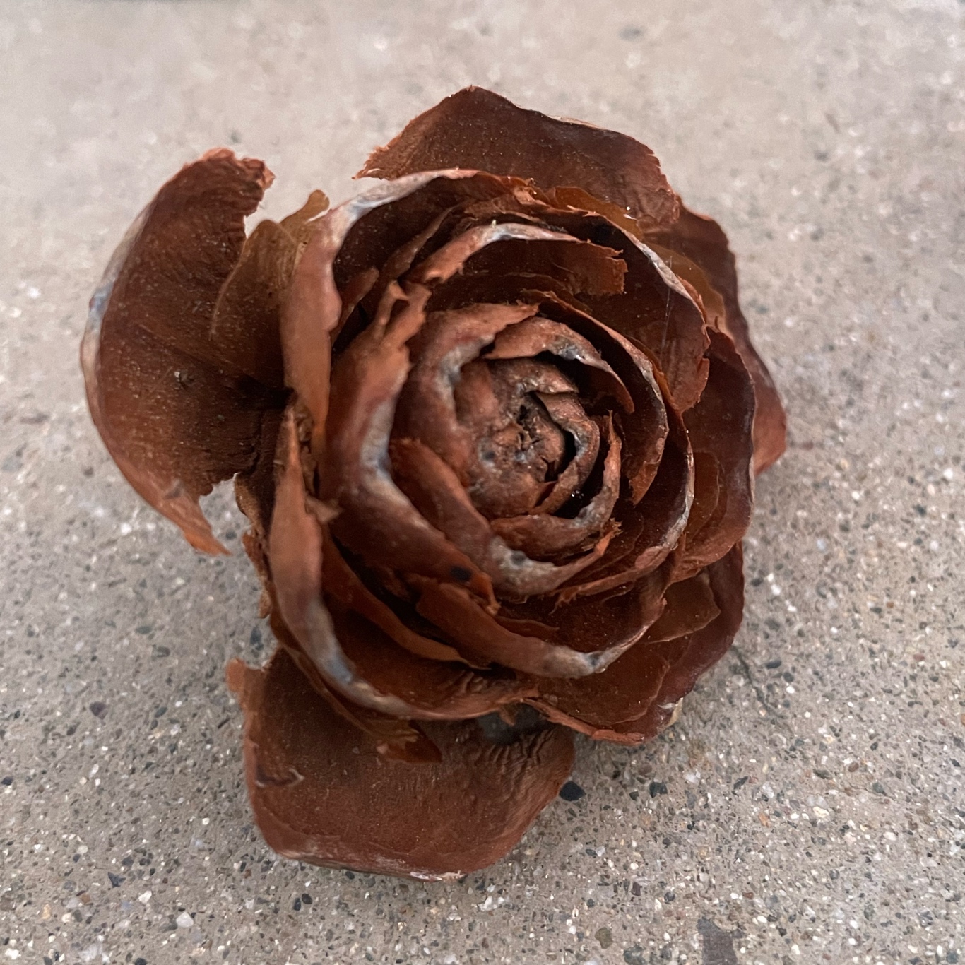 A rose pinecone