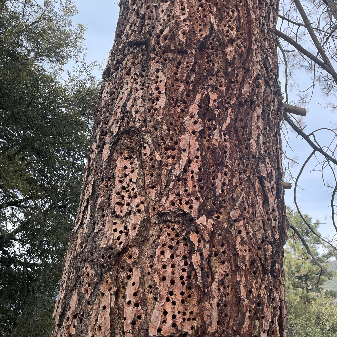 Pine with holes, anybody know why?