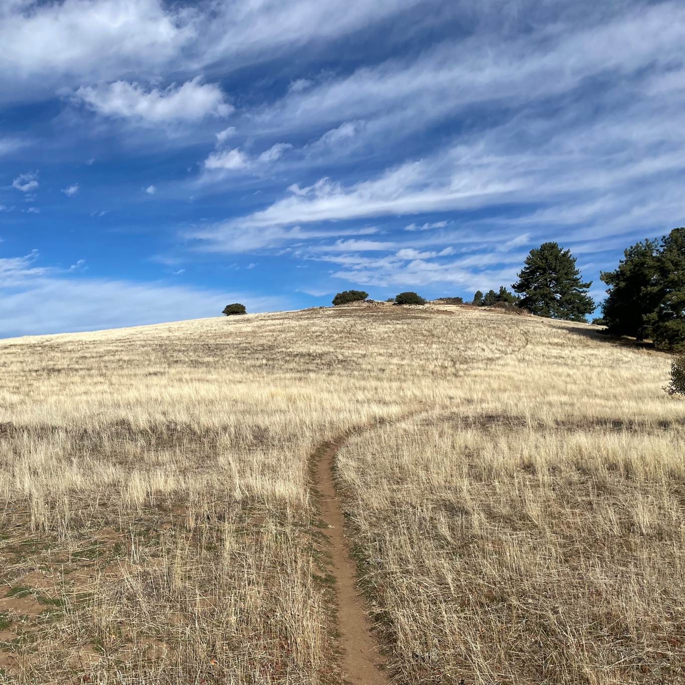 Yellow grass meadow