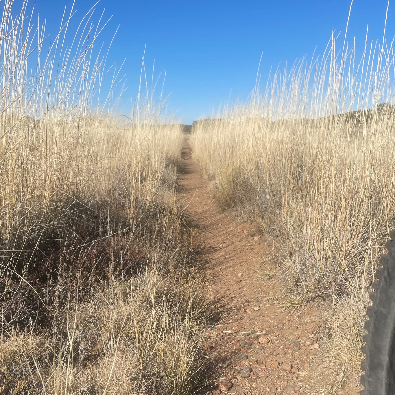 Through the high grass