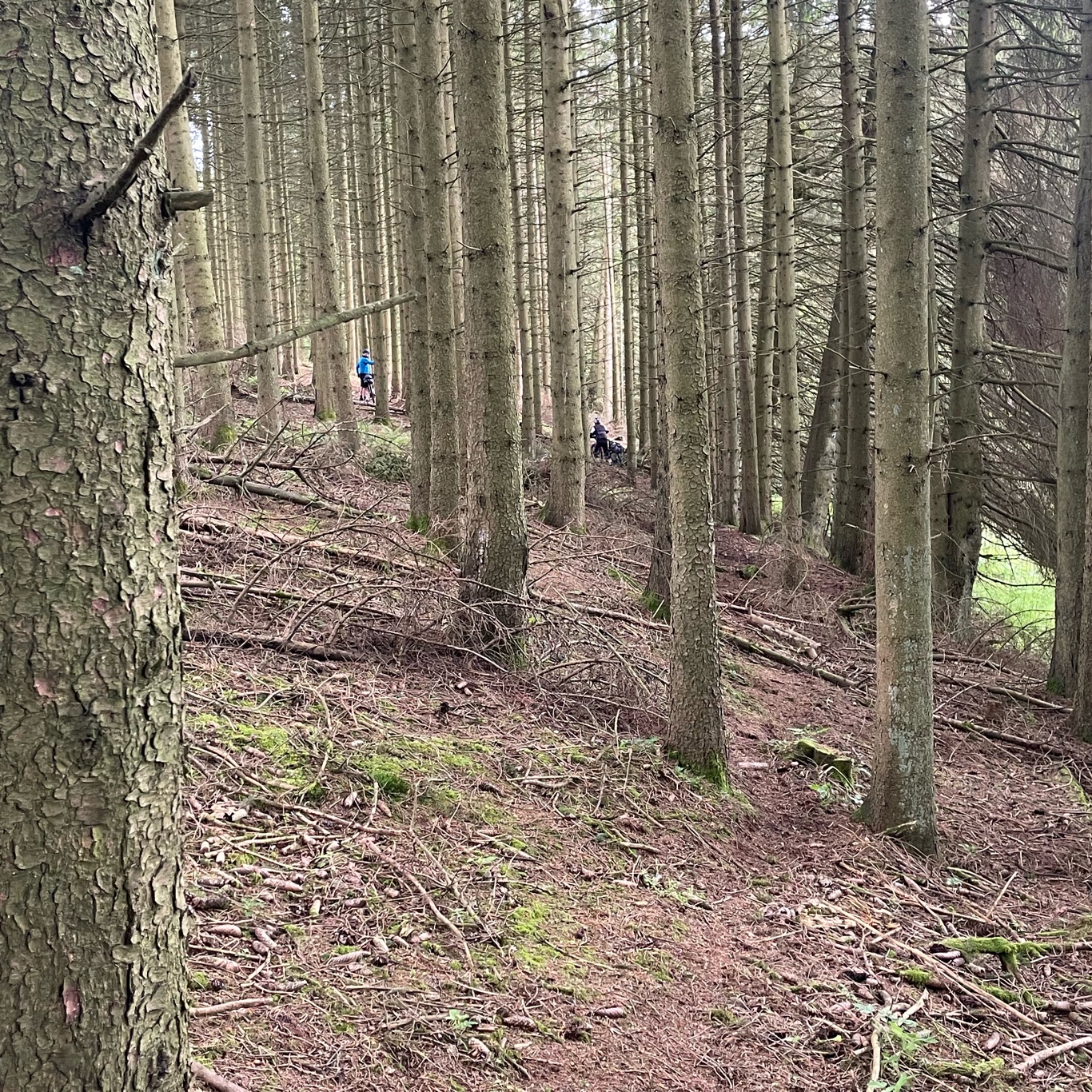 Backtracking through the woods