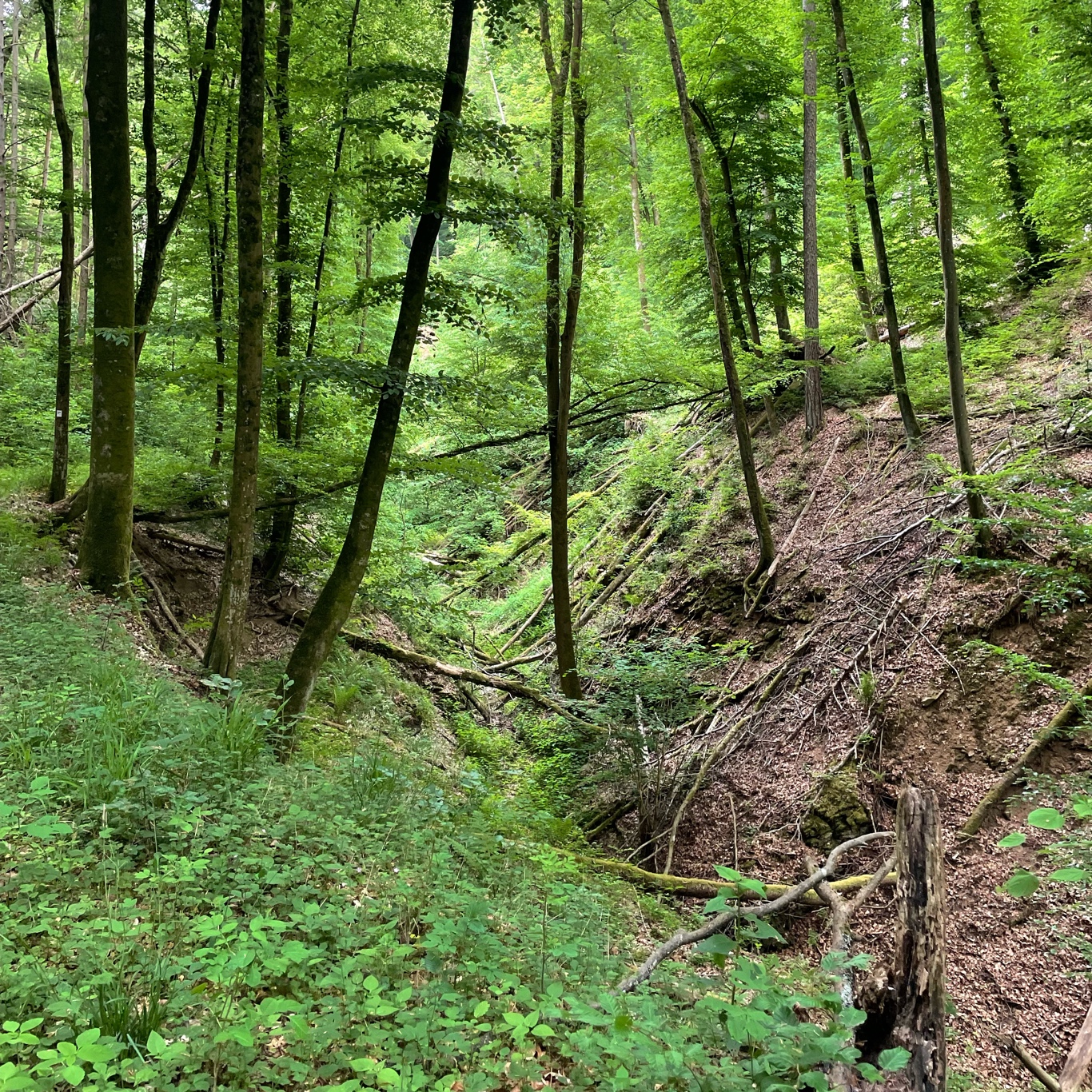 Cool valley with trail